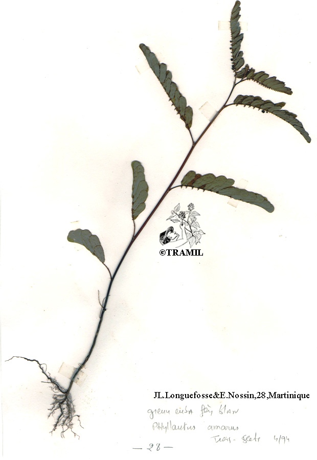 La Graine-en-bas-feuilles, Phyllanthus amarus