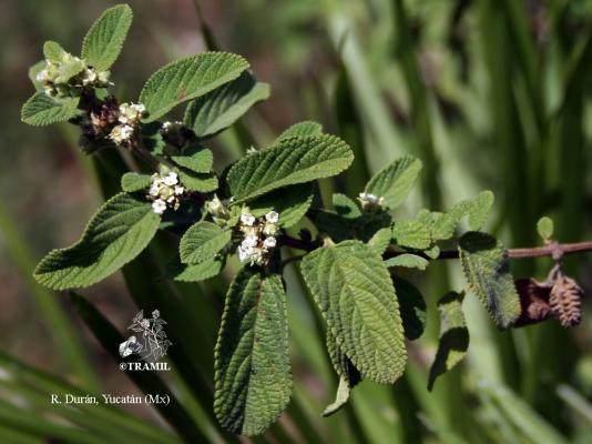 Lippia Graveolens | TRAMIL