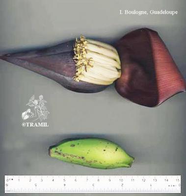 Musa x paradisiaca | TRAMIL