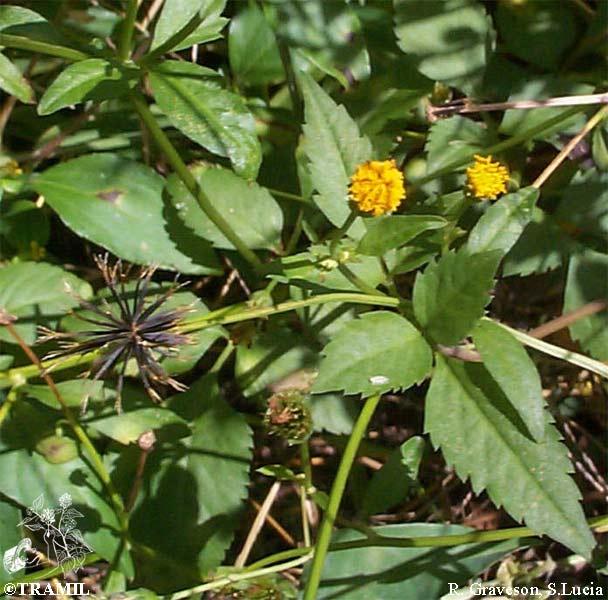 Bidens Pilosa | TRAMIL