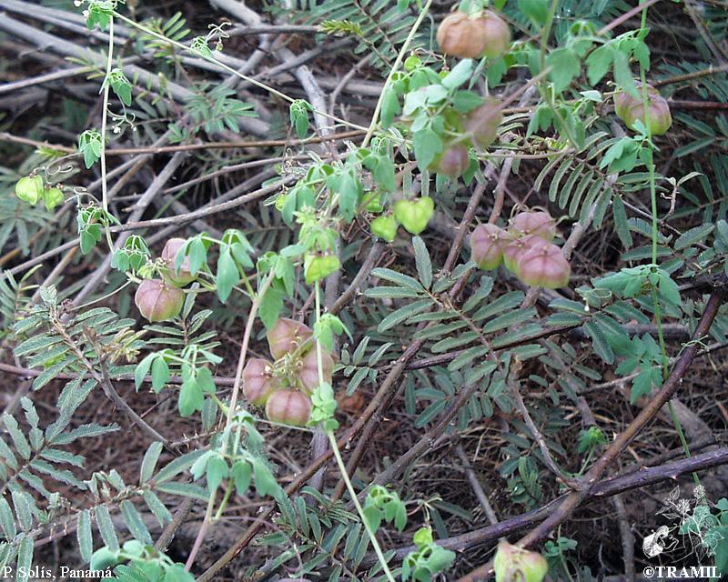 Semi Di Cardiospermum Halicacabum - Confezione Da 30 Semi, Pianta Rampicante Con Fiori Bianchi E Semi A Cuore
