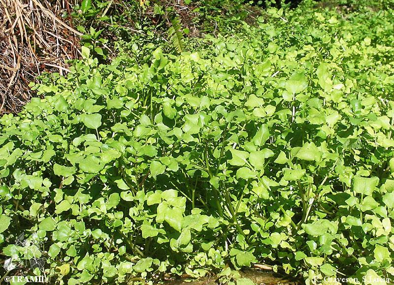 Nasturtium officinale | TRAMIL