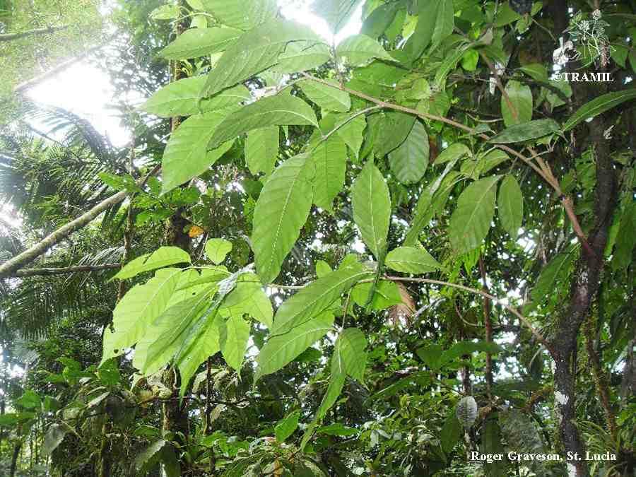 Trichilia pallida | TRAMIL